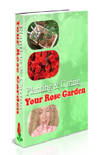 Planting & Caring for Your Rose Garden